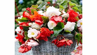 Unbranded Begonia Tubers - Pendula Odorata Mix