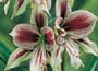 Belladonna Lily