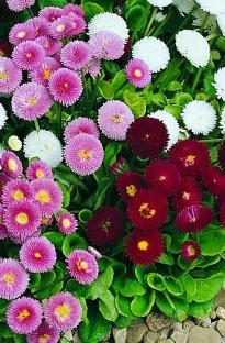 Unbranded Bellis Mix x 66 plants