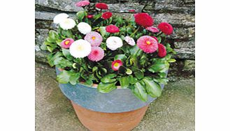 Unbranded Bellis Plants - Spring Star Mix