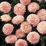 Unbranded Bellis Robella Seeds