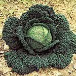 Unbranded Cabbage Capriccio F1 Seeds 433412.htm