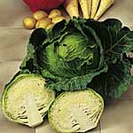 Unbranded Cabbage Celtic F1 Seeds 433587.htm