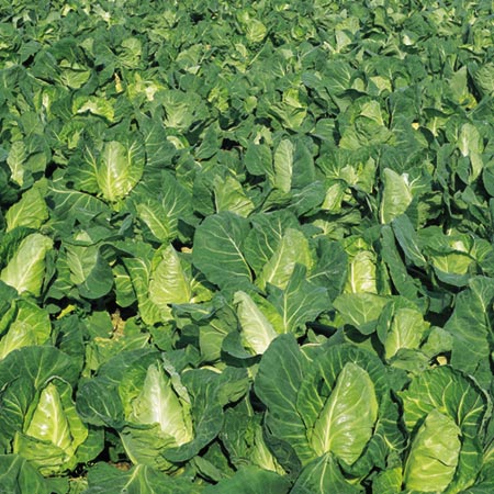 Unbranded Cabbage Greyhound Seeds Average Seeds 450