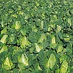 Unbranded Cabbage Greyound Seeds - Triplepack 433142.htm