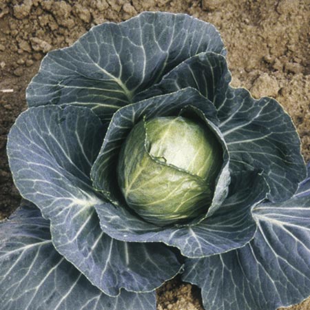 Unbranded Cabbage Guardian F1 Seeds Average Seeds 55