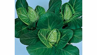 Unbranded Cabbage Hispi F1 Seeds