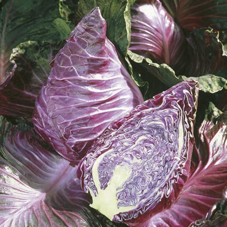 Unbranded Cabbage Kalibos Seeds Average Seeds130