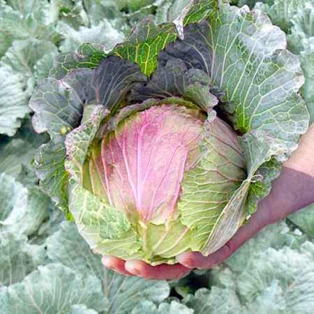 Unbranded Cabbage Noelle F1 Seeds Average Seeds 55