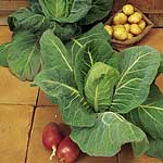 Unbranded Cabbage Offenham 2 - Flower of Spring Seeds