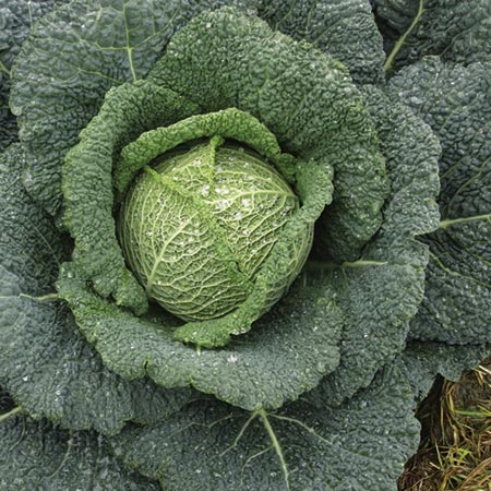 Unbranded Cabbage Rigoleto F1 Seed Average Seeds 55