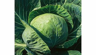 Unbranded Cabbage Seeds - Spring Hero F1