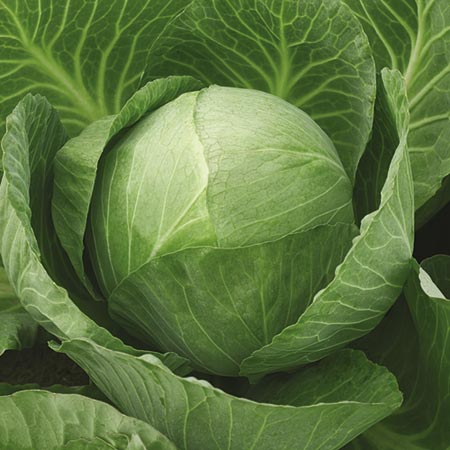 Unbranded Cabbage Vivaldi F1 Seeds Average Seeds 50