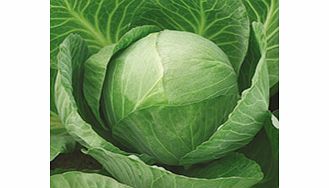 Unbranded Cabbage Vivaldi F1 Seeds