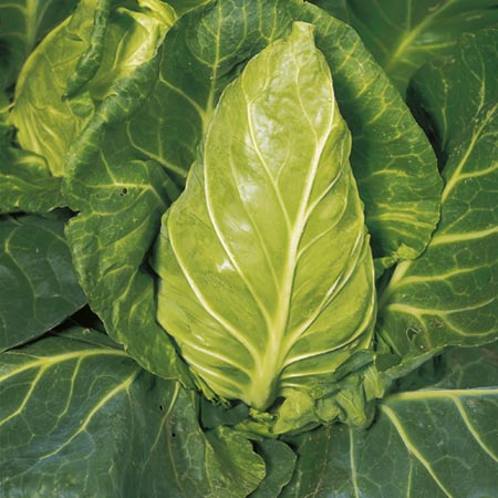 Unbranded Cabbage Winnigstadt Seeds Average Seeds 450