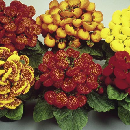 Unbranded Calceolaria Bubblegum Mixed F2 Seeds Average