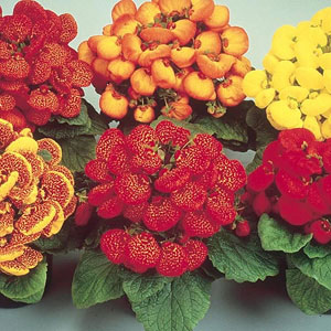 Unbranded Calceolaria F2 Bubblegum Mix Seeds