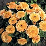 Unbranded Calendula Apricot Tart Seeds 414666.htm