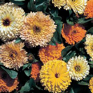 Unbranded Calendula Art Shades Mixed Seeds