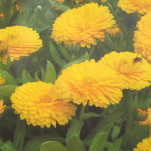 Unbranded Calendula Candyman Yellow Seeds