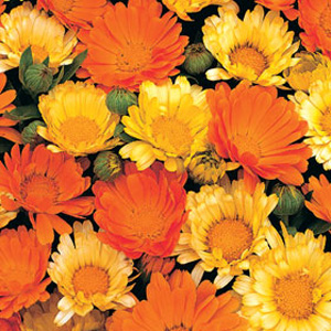 Unbranded Calendula Citrus Cocktail Seeds