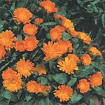 Unbranded Calendula Daisy May Seeds 414658.htm