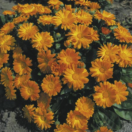 Unbranded Calendula Daisy May Seeds Average Seeds 110