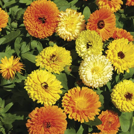 Unbranded Calendula Fiesta Gitana Seeds Average Seeds 160