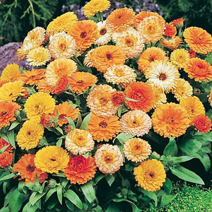 Unbranded Calendula Fiesta Gitana Seeds