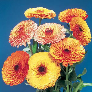 Unbranded Calendula Flame Dancer Seeds