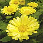 Unbranded Calendula Lemon Zest Plants