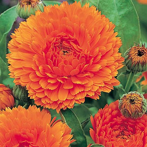 Unbranded Calendula Orange King