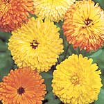 Unbranded Calendula Pacific Beauty Seeds