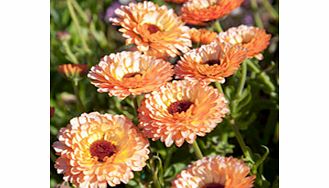 Unbranded Calendula Plants - Pink Surprise