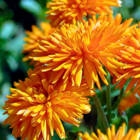 Unbranded Calendula Porcupine Seeds Average Seeds 110