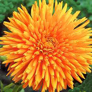 Unbranded Calendula Radio Extra Selected Seeds