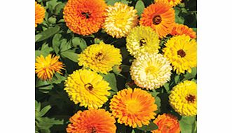 Unbranded Calendula Seeds - Fiesta Gitana