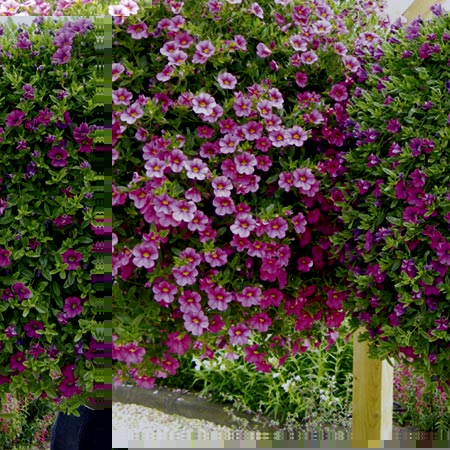 Unbranded Calibrachoa Floral Bells Plants - PINK Pack of 6