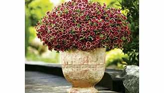 Unbranded Calibrachoa Superbells - Cherry Punch