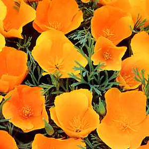 Unbranded Californian Poppy Mexicana Sun Shades Seeds