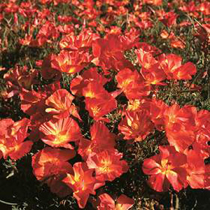 Unbranded Californian Poppy Strawberry Fields Seeds