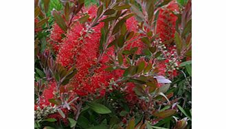 Unbranded Callistemon Plant - Splendens