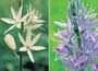 Camassia Collection