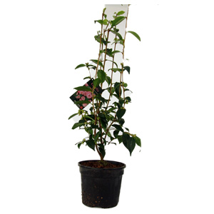 Unbranded Camellia Cuspidata Spring Festival - Camellia