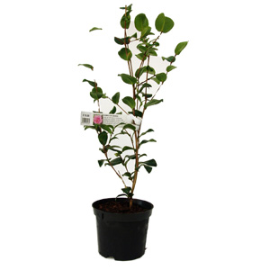 Unbranded Camellia Debbie - Camellia