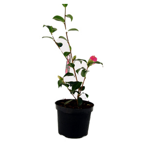 Unbranded Camellia St. Ewe - Camellia