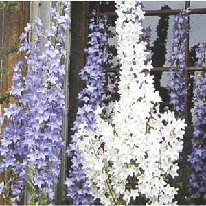 Unbranded Campanula Pyramidalis Mixed Seeds