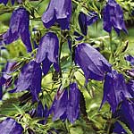 Unbranded Campanula Sarastro 212599.htm