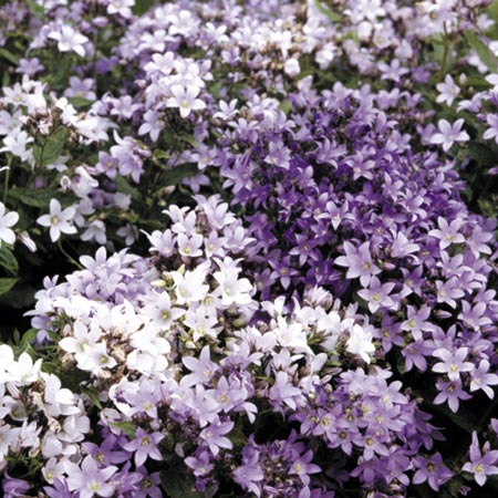 Unbranded Campanula Twinklers Mix Seeds Average Seeds 180