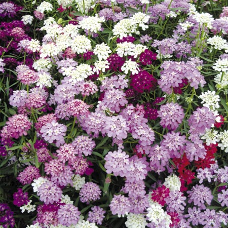 Unbranded Candytuft Candycane Mixed Seeds Average Seeds 225